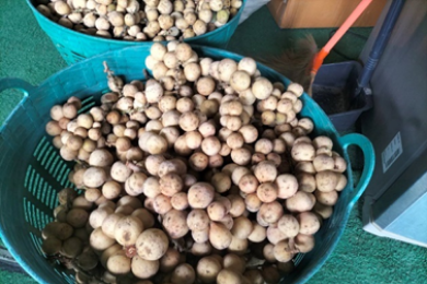 โครงการสนับสนุนผลไม้ในฤดูกาล